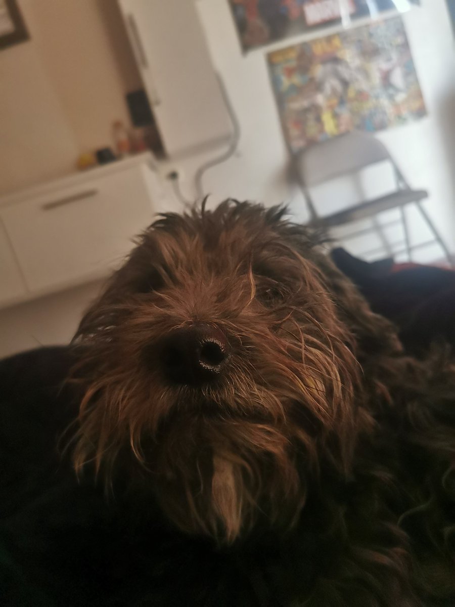 Cahmed_'s tweet photo. Este csm dio la mejor batalla de su vida estos días, y aunque no sobrevivió a esta batalla, puedo asegurar que dio todo de sí para intentar sobrevivir.
El mejor amigo del hombre... Mi mejor amigo.
Descansa en paz fufy. https://t.co/RgG352b5Ts
