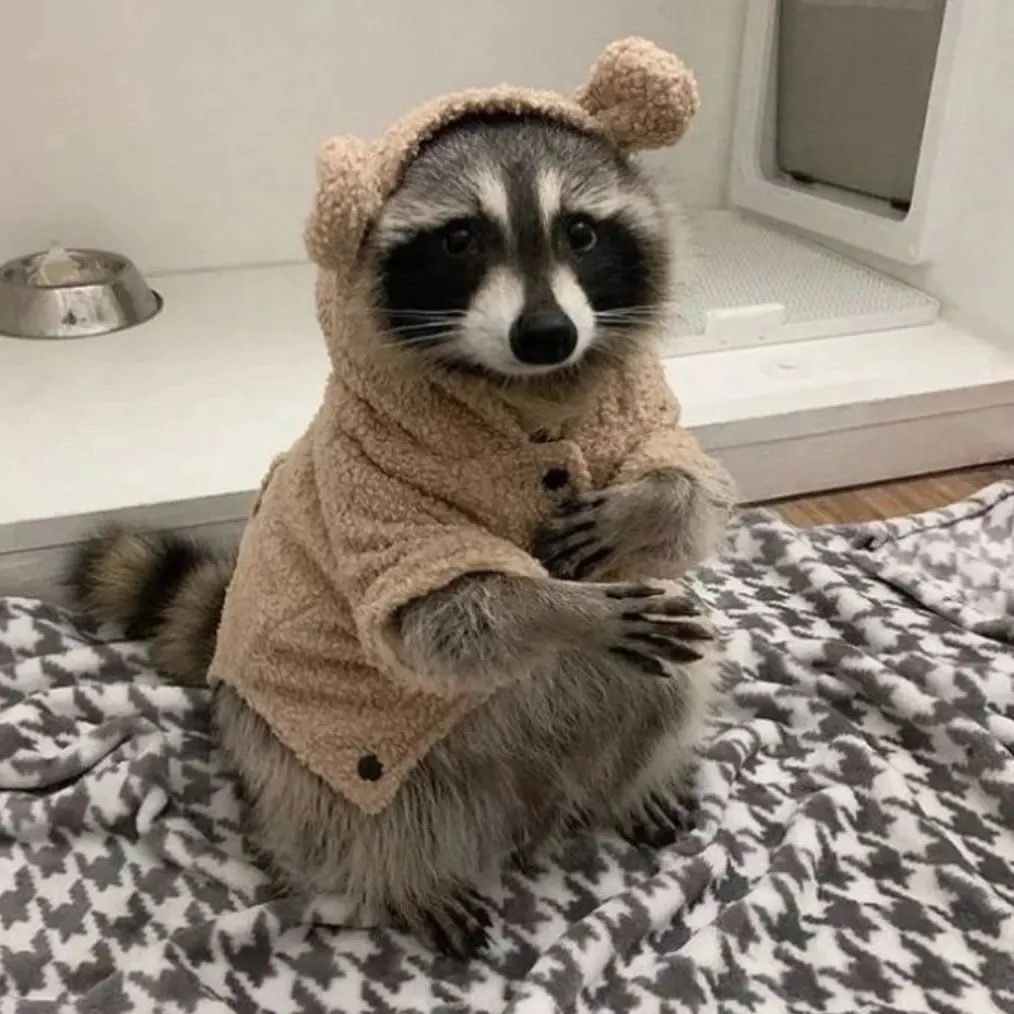 raccoon_hourly_'s tweet photo. #OGQ2MjdiOTE
#Roccon
#rocconloves
#usa https://t.co/nda7p0cZR6
