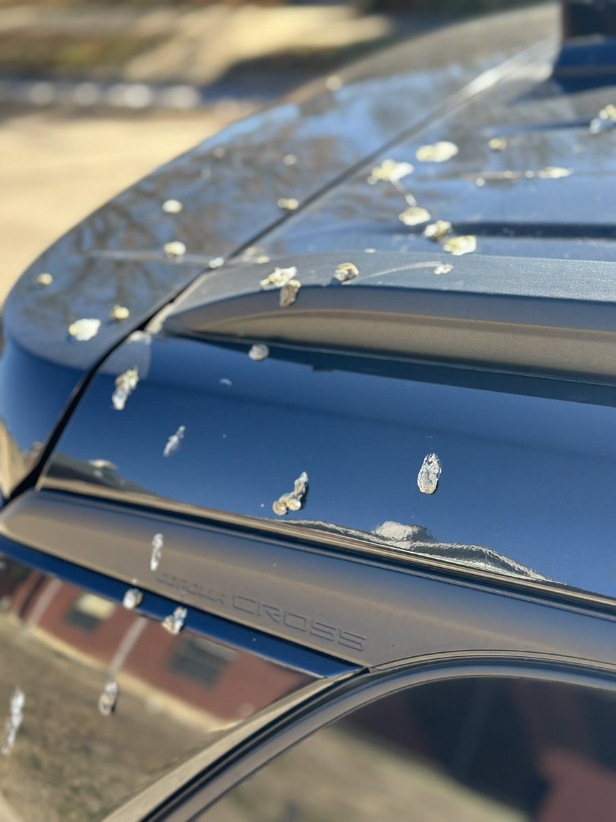 jkador's tweet photo. Unbelievable that #payless auto rental, a part of the Avis Budget Group, would rent a car so dirty and befouled by bird droppings.  This was at DFW. I’m told they’ll reimburse me for washing the car.  We’ll see.   #avis #budget #paylessautorental https://t.co/nSph9pRimv