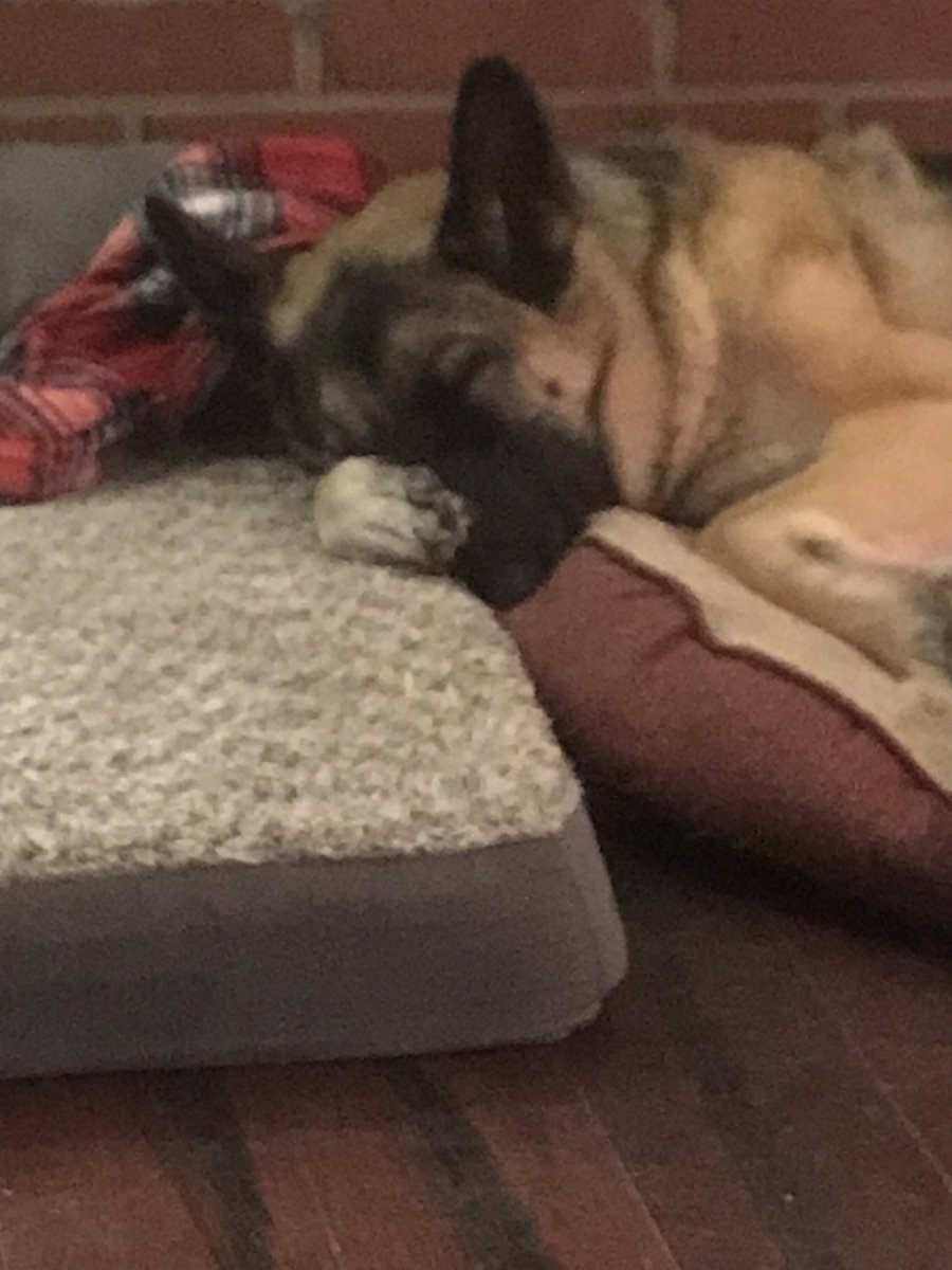 jalerding2's tweet photo. This is how Nala, and the rest of us, feel about the @Colts.  Get a young QB and a better O Line, this is awful, and I cheered for them in 1998! 🤦🏻‍♀️ https://t.co/1MQ4SXk1fc