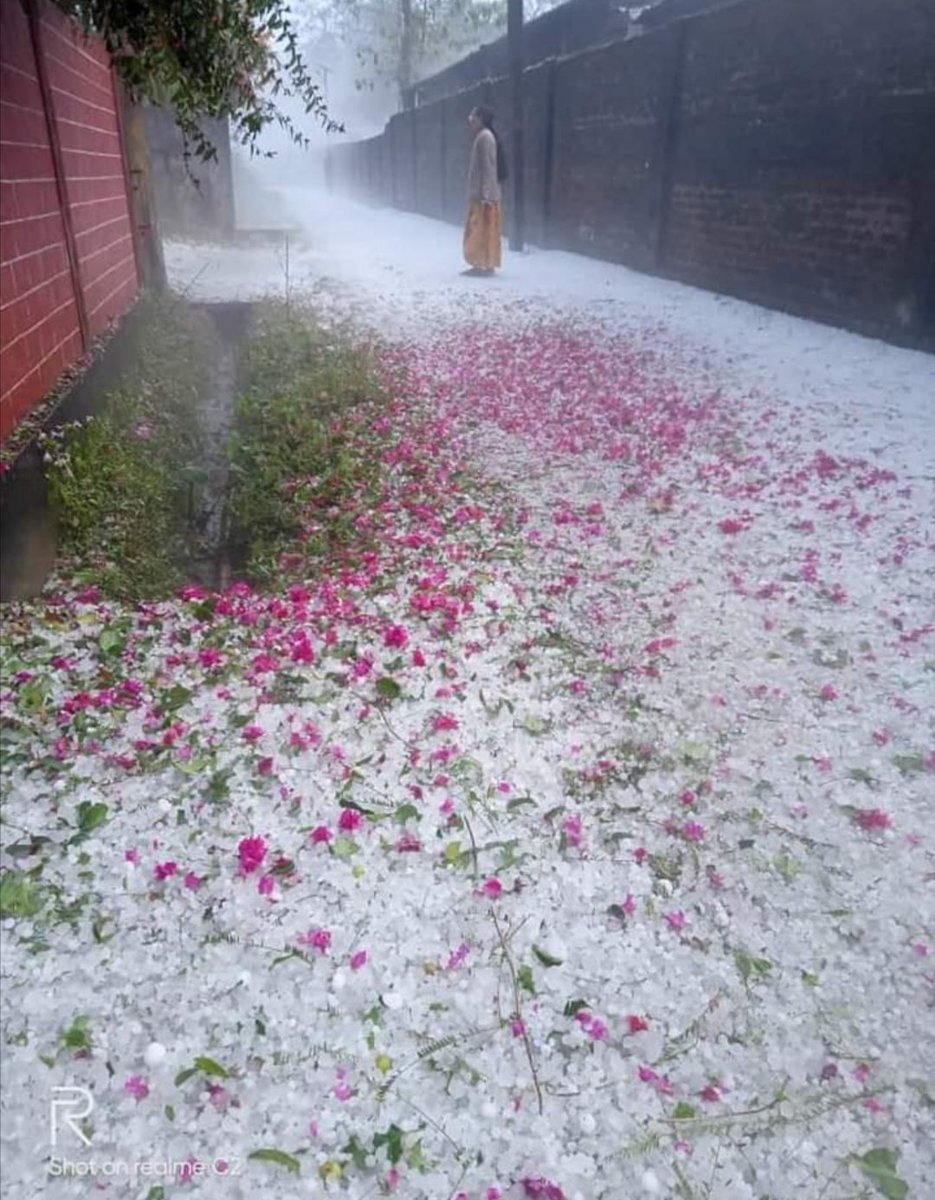 newsdailyassam's tweet photo. #PHOTO | Early morning visuals of hail storm in Moran, Assam.
Image credit: JogenMohanAssam /Twitter
#Assam #moran #moranhat #snow #hailstorm https://t.co/NhTVbq1Zs2