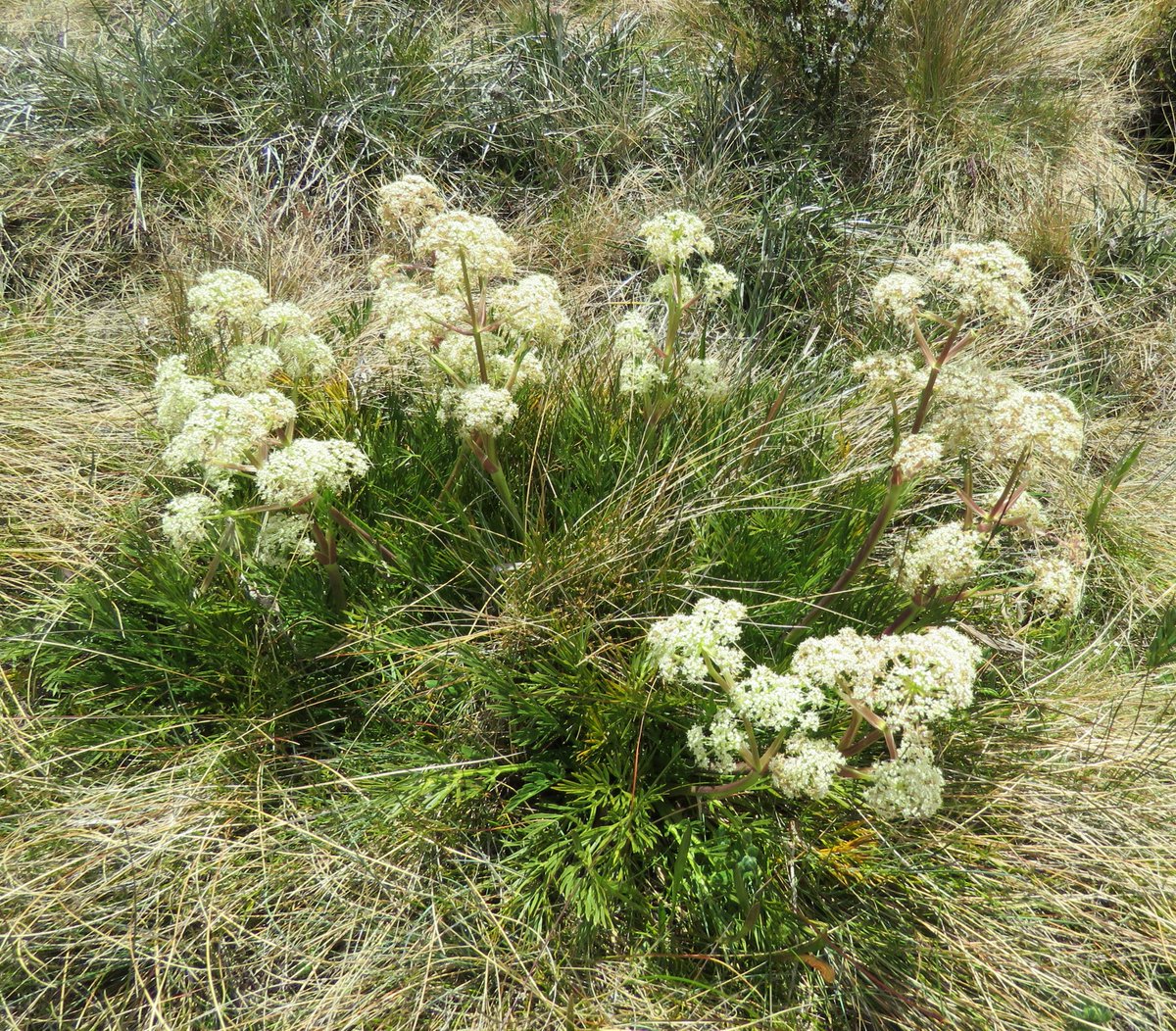 StuartWilliams_'s tweet photo. Aciphylla glacialis, mountain celery or snow aciphyll #vicalps #Apiaceae #Aciphylla #ozplants https://t.co/BGBXOIFldF