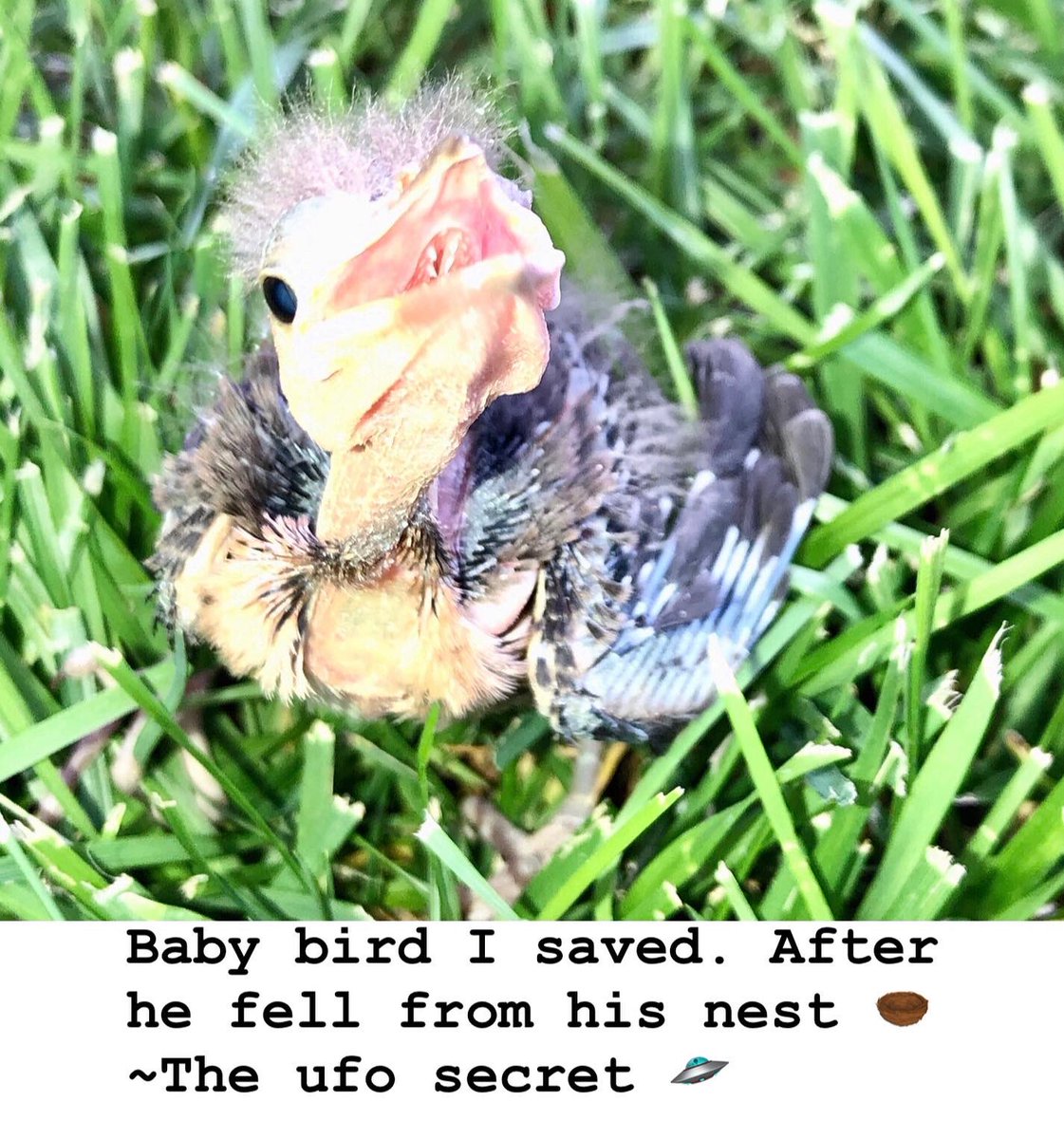 theufosecret's tweet photo. Baby bird safely back with his or her mamma. Saved by the one & only
๐๐ป The ufo secret ๐ธ๐๐ป
#babybird #bird #birds #chic #flyingcreatures #birdsnest #birdfan #birdwatching #life #nature #alllivingthings #savetheplanet #mothernature #theufosecret #protectwildlife #love https://t.co/FvNSUqFFV9