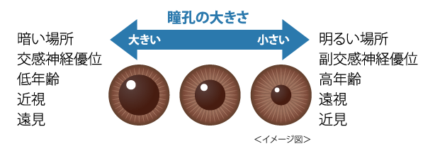 瞳孔が開いた状態 _ 瞳孔が開くとは _ 瞳孔 が 開い た ままについて – CMPJFL