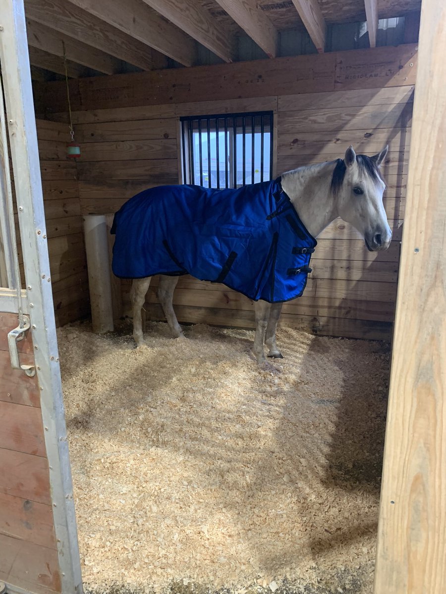 dallyyAllyy's tweet photo. “What turns you on”
Freshly bedded stalls😍

All our ponies were snug as little bugs in little rugs during our -10* temps with -50* wind chills. Even in this weather I’m thankful for the life I live. https://t.co/ytYumK0s63
