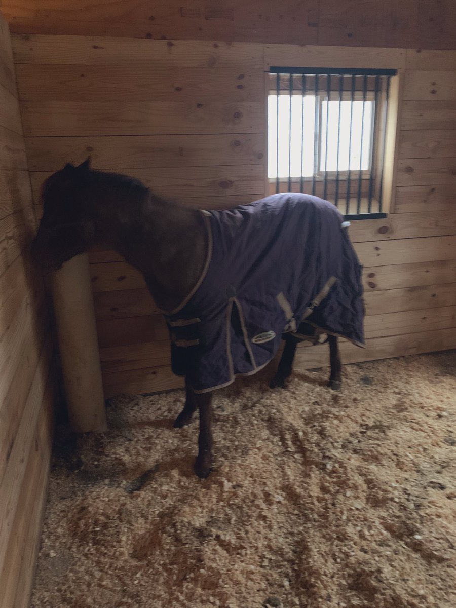 dallyyAllyy's tweet photo. “What turns you on”
Freshly bedded stalls😍

All our ponies were snug as little bugs in little rugs during our -10* temps with -50* wind chills. Even in this weather I’m thankful for the life I live. https://t.co/ytYumK0s63