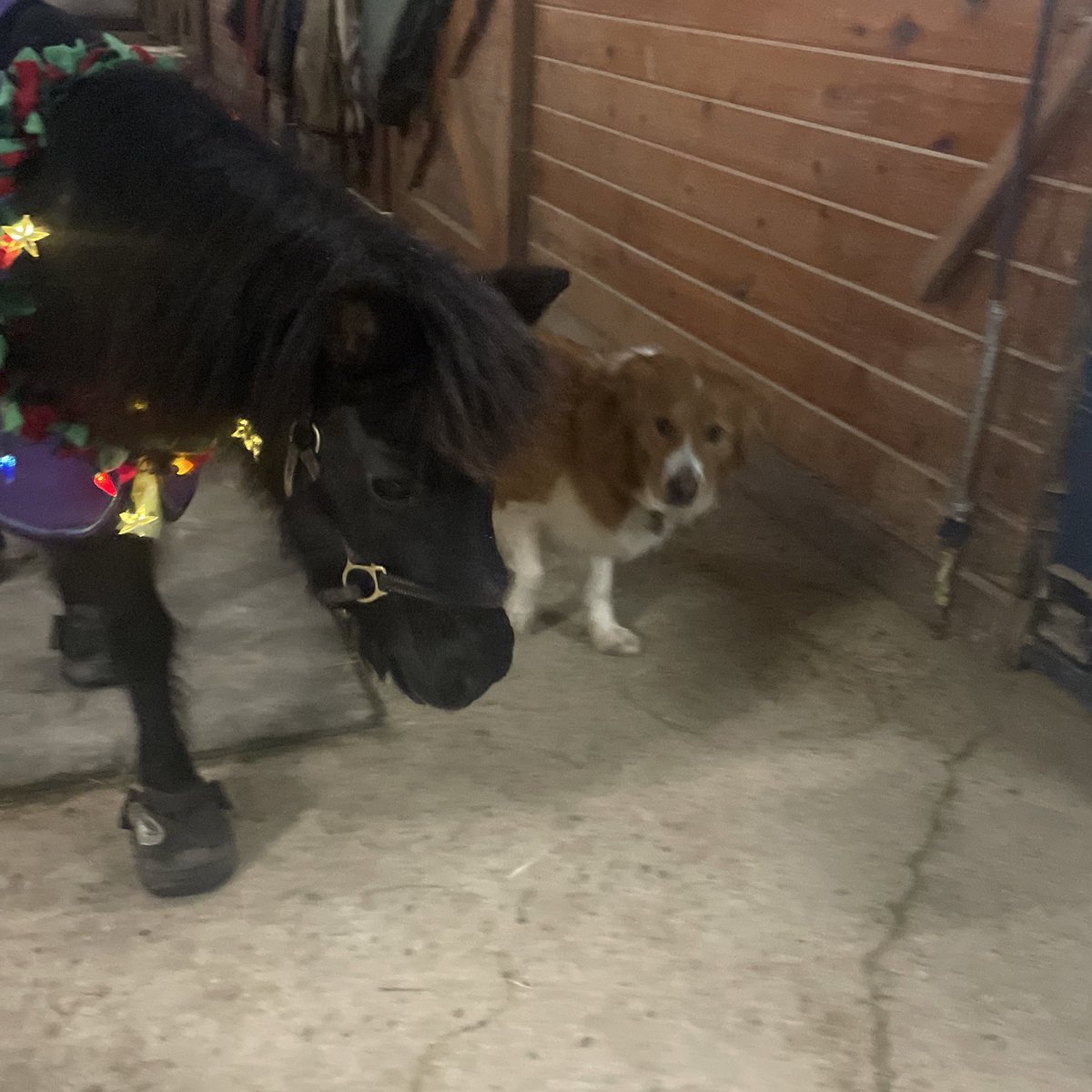 midnightco1's tweet photo. forgot i tried to get them to pose together https://t.co/4KG8ZdlOXj