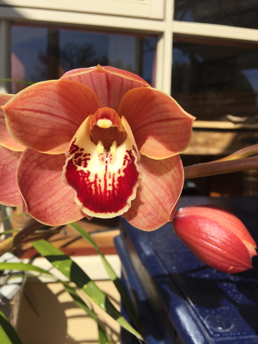 MrDoogs1's tweet image. From my garden... love growing veggies especially