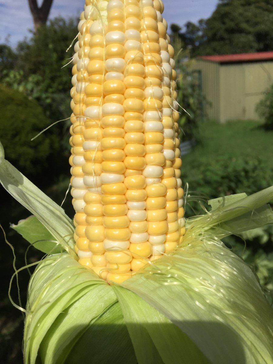 MrDoogs1's tweet image. From my garden... love growing veggies especially