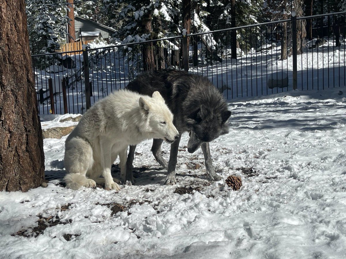 OlivrTheWolfGuy's tweet image. Caption this. What is @Aqutaq saying to @iqniq1 

#WolvesOfTwitter