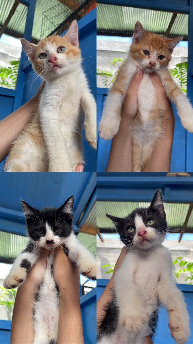 kochengfs's tweet photo. 🐈 Halo kakak kakak, boleh tolong saran nama yg depannya huruf H ga buat kita berempat (kecuali haris, hamis, haru), anw kita berempat jantan ya kak. Terima kasih kakak kakak! https://t.co/rJ9DYyqr8v