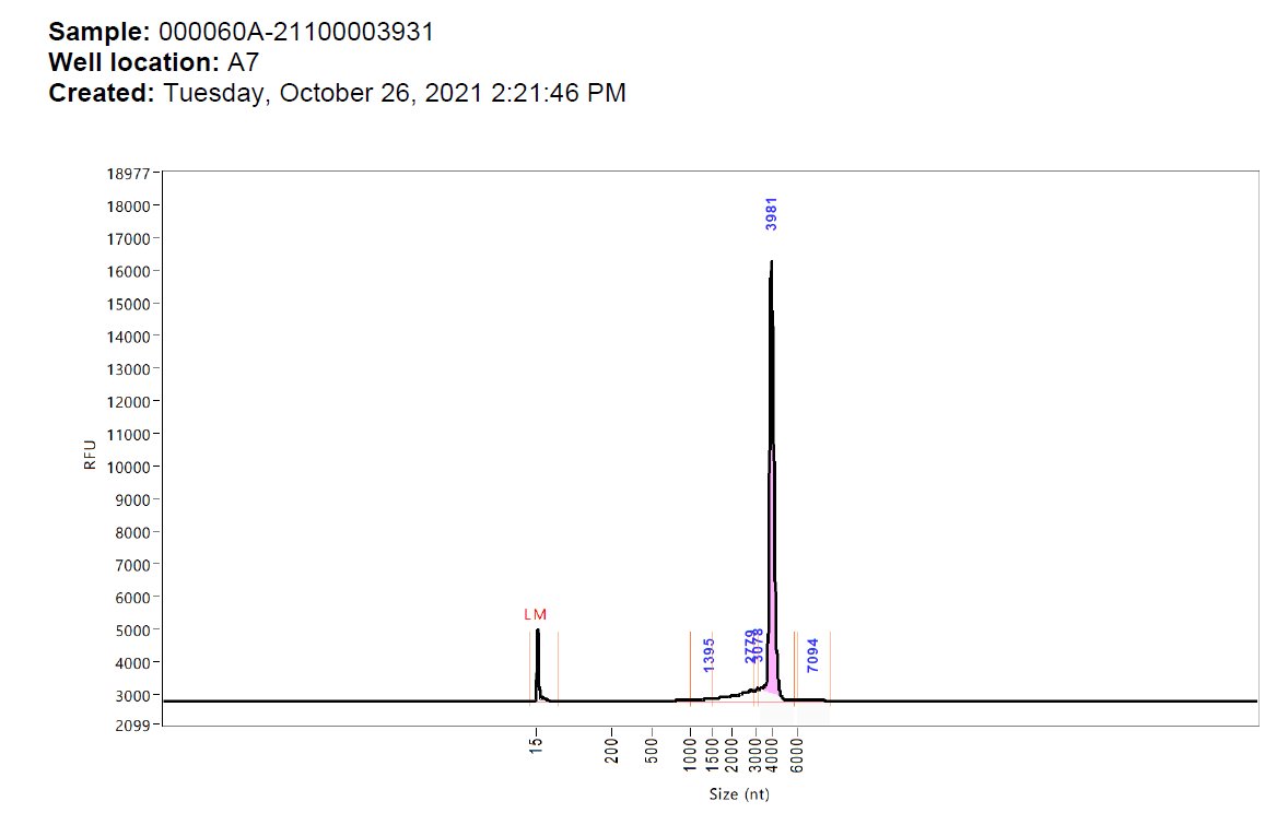 To illustrate the point further there ARE batches that don't have these humps. This is what an Agilent analysis of a relatively pure RNA should look like. A nice smooth transition from the main spike. No humps. These batches are not in the death log. 