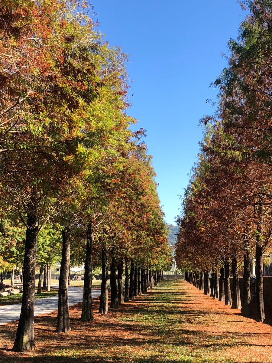 singbee_tw's tweet photo. The cold season❄ brings a beautiful corner for SingBee Creative Park💖

#singbee #kidsfurniture #officefurniture #madeintaiwan #BaldCypress https://t.co/BafiO4Demf