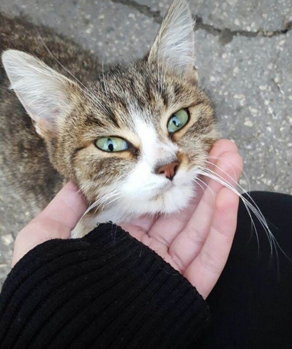 Sarah Ghalin 🌊🇺🇸🕊☕🐈📚🎶✈ tweet media