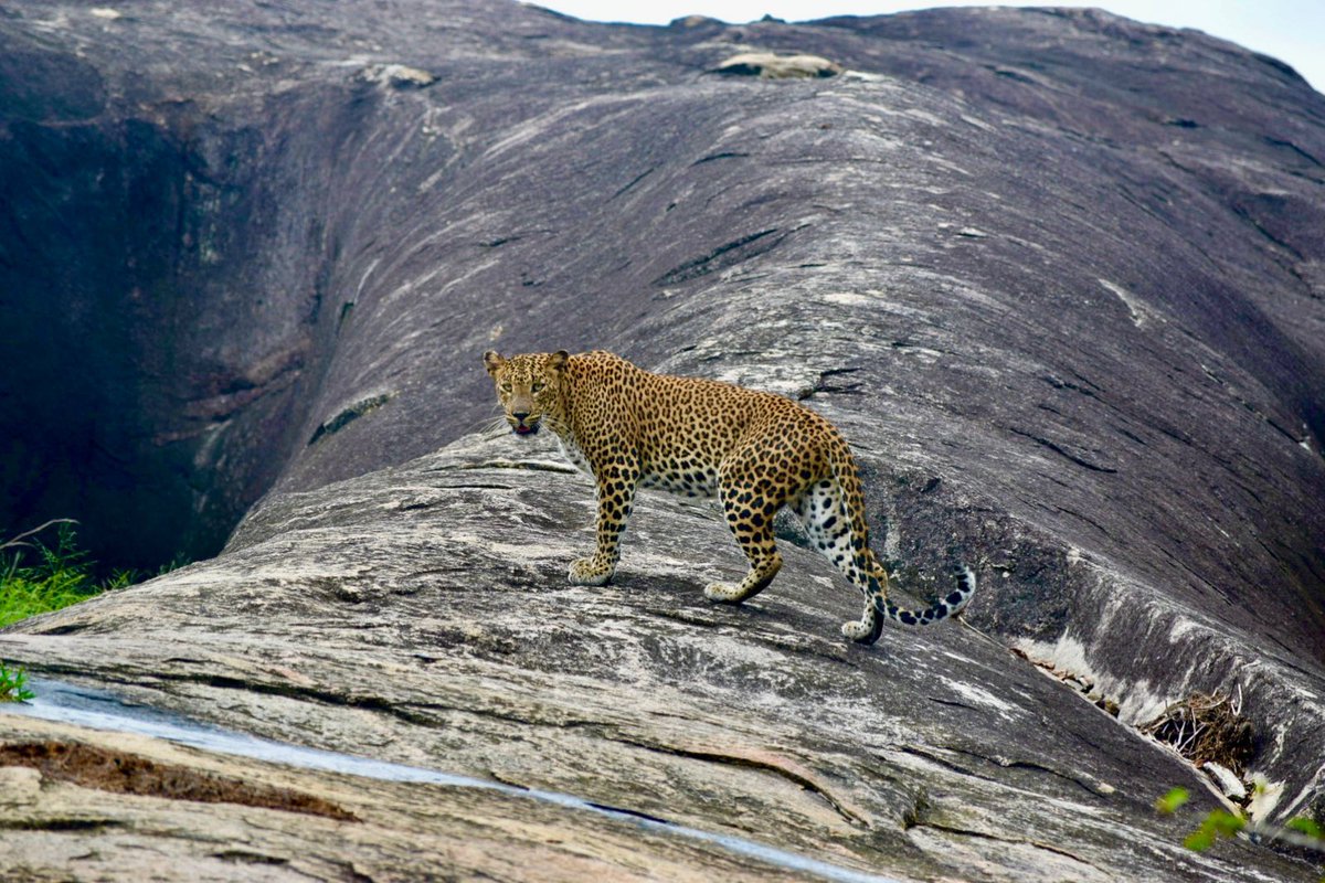 AchalaNavaratne's tweet photo. 🙏🏽 to knowledge & patience of local trackers & efforts of #DWLC to manage the park, the famous #leopards of #yala #nationalpark were not so elusive this time.
In 2 days, managed to see 10 leopards.
#SriLanka has so much to offer it’s visitors.
Last 2 📸 by @ Arjuna De Silva https://t.co/jamZot3sYm