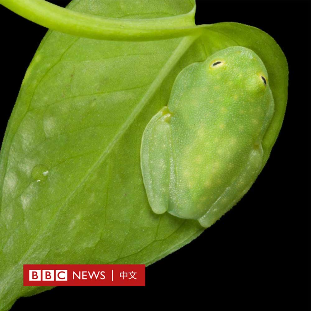 bbcchinese's tweet photo. 很长一段时间以来，科学家们一直想知道这种袖珍的玻璃蛙如何使自己变成几乎透明的。

这种在热带地区发现的生物喜欢睡在明亮的绿叶上，而为了躲避捕食者，它可以把自己的透明度提升到61%。

现在，美国的研究人员表示可能找到了答案：它们通过将红细胞聚集在肝脏中来做到这一点。 https://t.co/lJugRISvXO