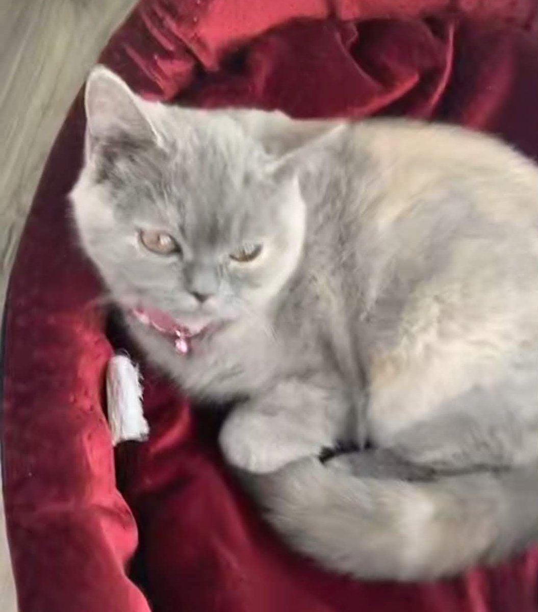 Sarah Ghalin 🌊🇺🇸🕊☕🐈📚🎶✈ tweet media