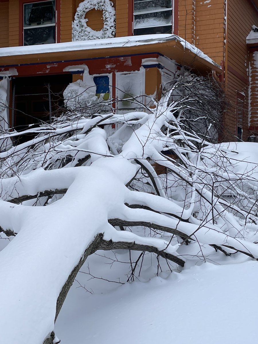 danangrunner's tweet image. My car is under this tree. My porch blocked. I need a chainsaw!