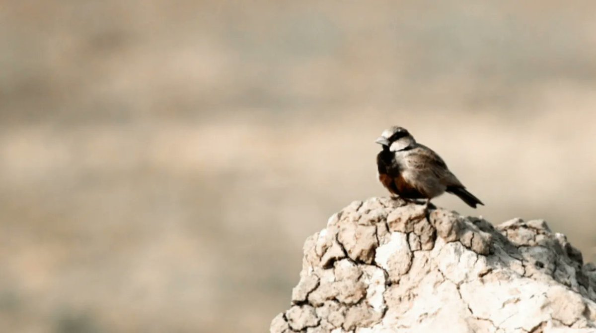 Dharmeshjraval4's tweet photo. Few clicks at Bajana wild ass sanctuary, Gujarat. 
#BirdsSeenIn2022 #BBCWildlifePOTD #ThePhotoHour #TwitterNatureCommunity #IndiAves #naturelovers #BirdTwitter #IndianBirds  #PhotoOfTheDay #Discoverwildlife #PhotographyIsArt 
@SanctuaryAsia @NatureIn_Focus https://t.co/1dFpj6XgU6