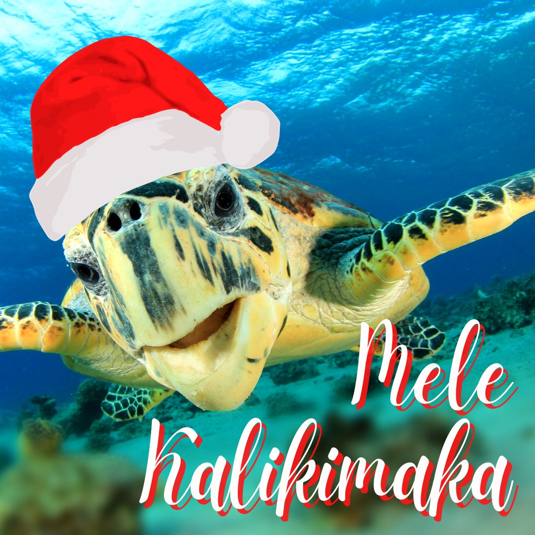 We've had a wonderful time sharing all the adventures with you this year, and we hope to have many more! Many thanks from all of us and we wish you a joyous holiday season. 🎁🎄☀

#lahainadiversmaui #hawaiichristmas2022