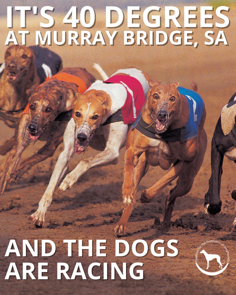 Скорость собаки которая. Скорость собаки которая. Скорость собаки которая. Скорость собаки которая. Самая быстрая собака в мире.