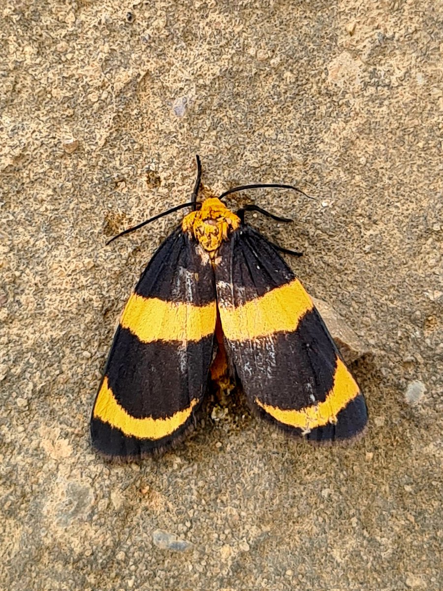 DrButterflyH's tweet photo. 😱🤔Am I the only crazy one seeing Ludwig van #Beethoven on this lovely #moth I found today in the mountains of Colombia?😅 #seeingthings @FacesPics2 #facespics #pareidolia https://t.co/GQ5A0Do4DL
