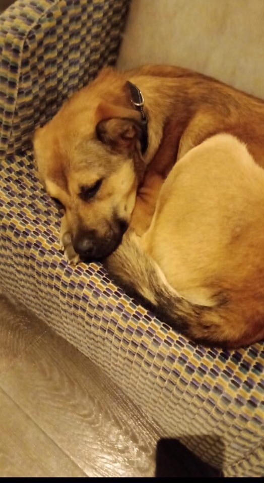 pampal0812's tweet photo. @LaRomaDF @ColCondesa @SnMiguelChap1 #perroperdido #AdoptaNoCompres https://t.co/fYEYZHi2Fz