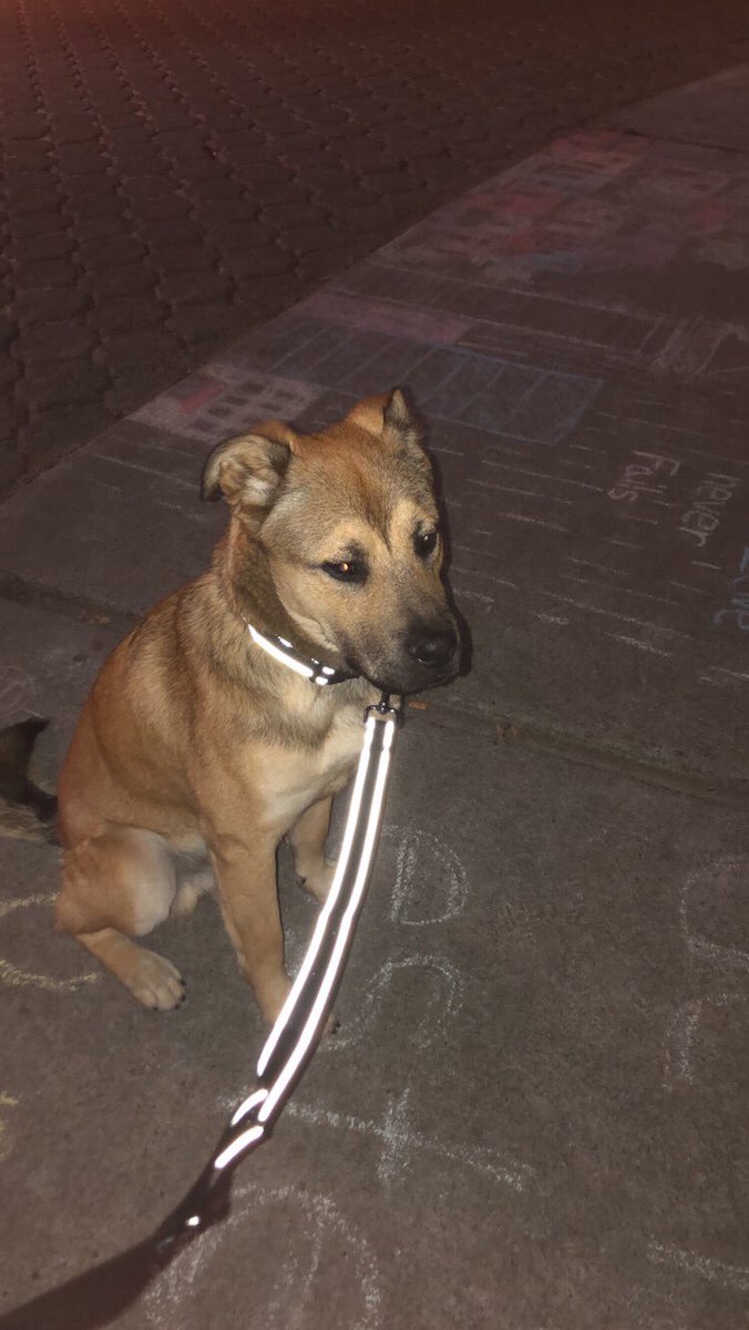 pampal0812's tweet photo. @LaRomaDF @ColCondesa @SnMiguelChap1 #perroperdido #AdoptaNoCompres https://t.co/fYEYZHi2Fz