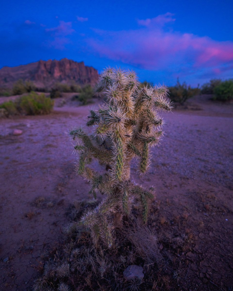 How many impressions can this baby cactus get?