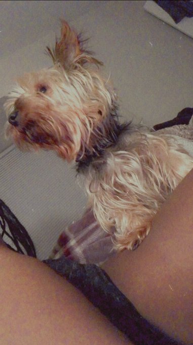 my baby milo passed christmas day 🥺he was always a light and such a blessing. im hurting so much and