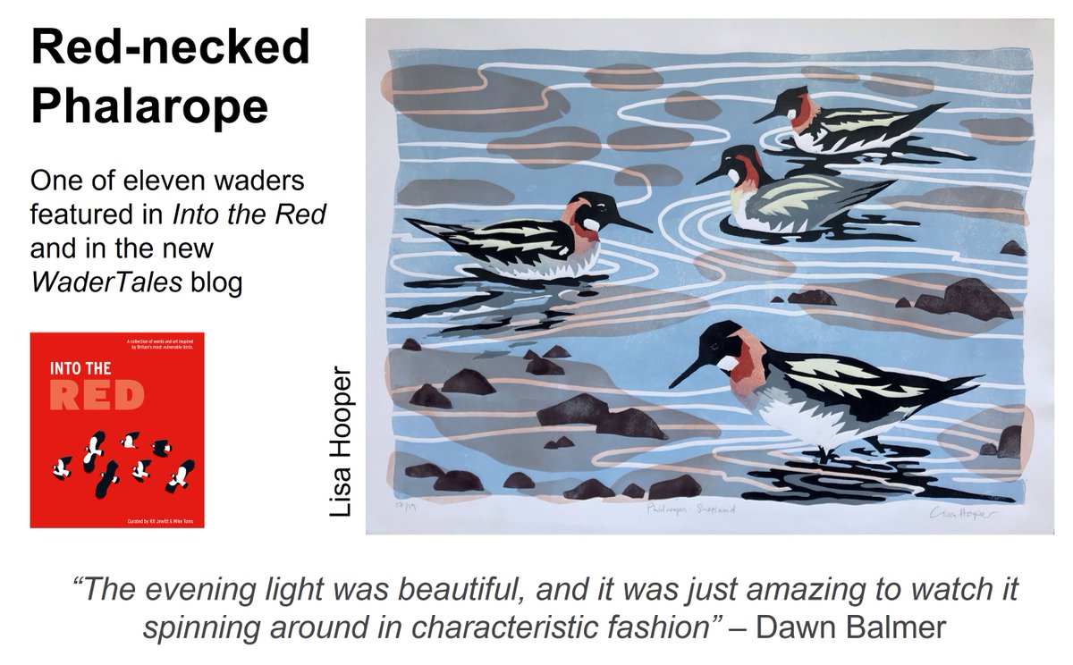 I hope that lots of people received #IntoTheRedBirds, the new <a href="/_BTO/">BTO</a> book, from Santa. It's full of wonderful artwork and passionate writing. 
Eleven of the UK's red-listed species are #waders, as discussed here: 
wadertales.wordpress.com/2022/10/04/uk-…
#shorebirds