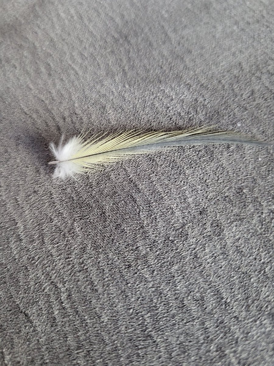 완전 귀여운 머리털