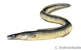 Rädda ålen - eller näringen? EU har beslutat om ett förlängt fiskestopp av den utrotningshotade ålen. Förslaget är ett bakslag för den svenska regeringen, som vill bevara det traditionella ålfisket och värna arten på andra sätt. #ål Läs mer på havet.nu