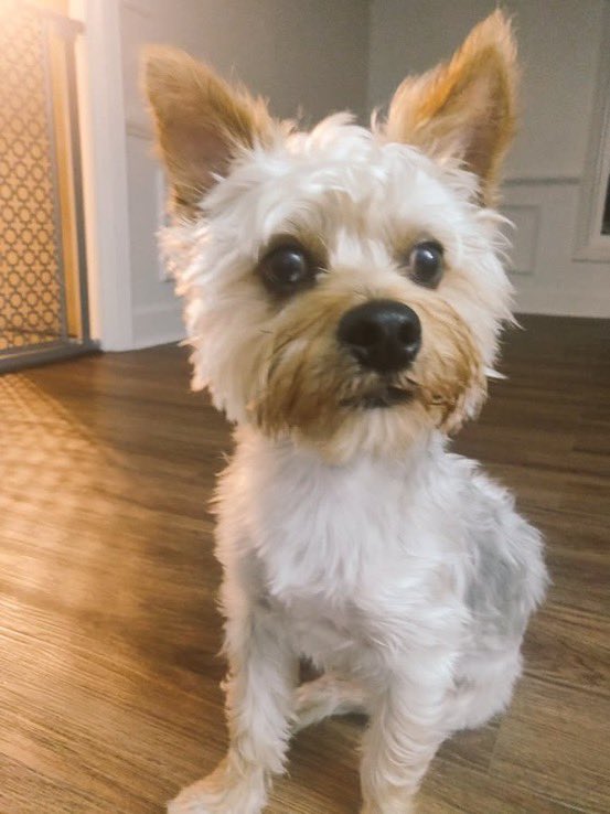 Bark tweet media