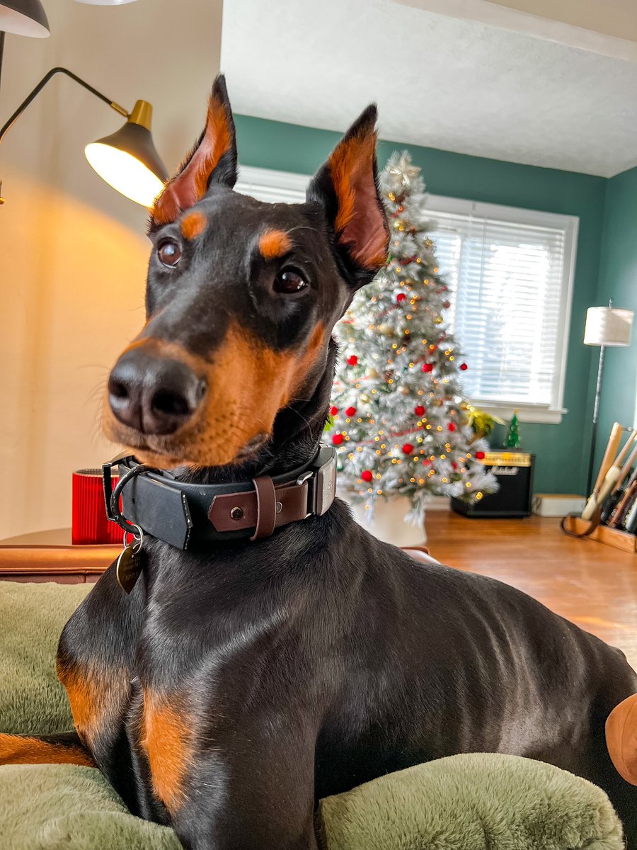 Bark tweet media