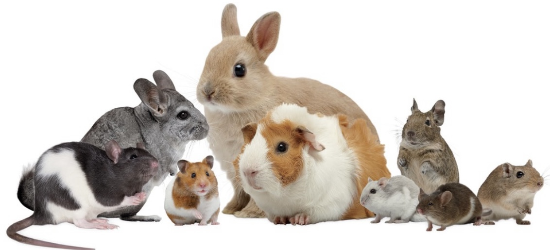 My Pet Boarding Hotel cares for Rabbits, Guinea pigs, Chinchillas, Hamsters, Degus, Rats, Mice, Birds, Reptiles and other exotic pets
#petboarding #smallpethotel #rabbitboarding #guineapigboarding #beardeddragon #chinchilla #hamster #tortoise #petsitter