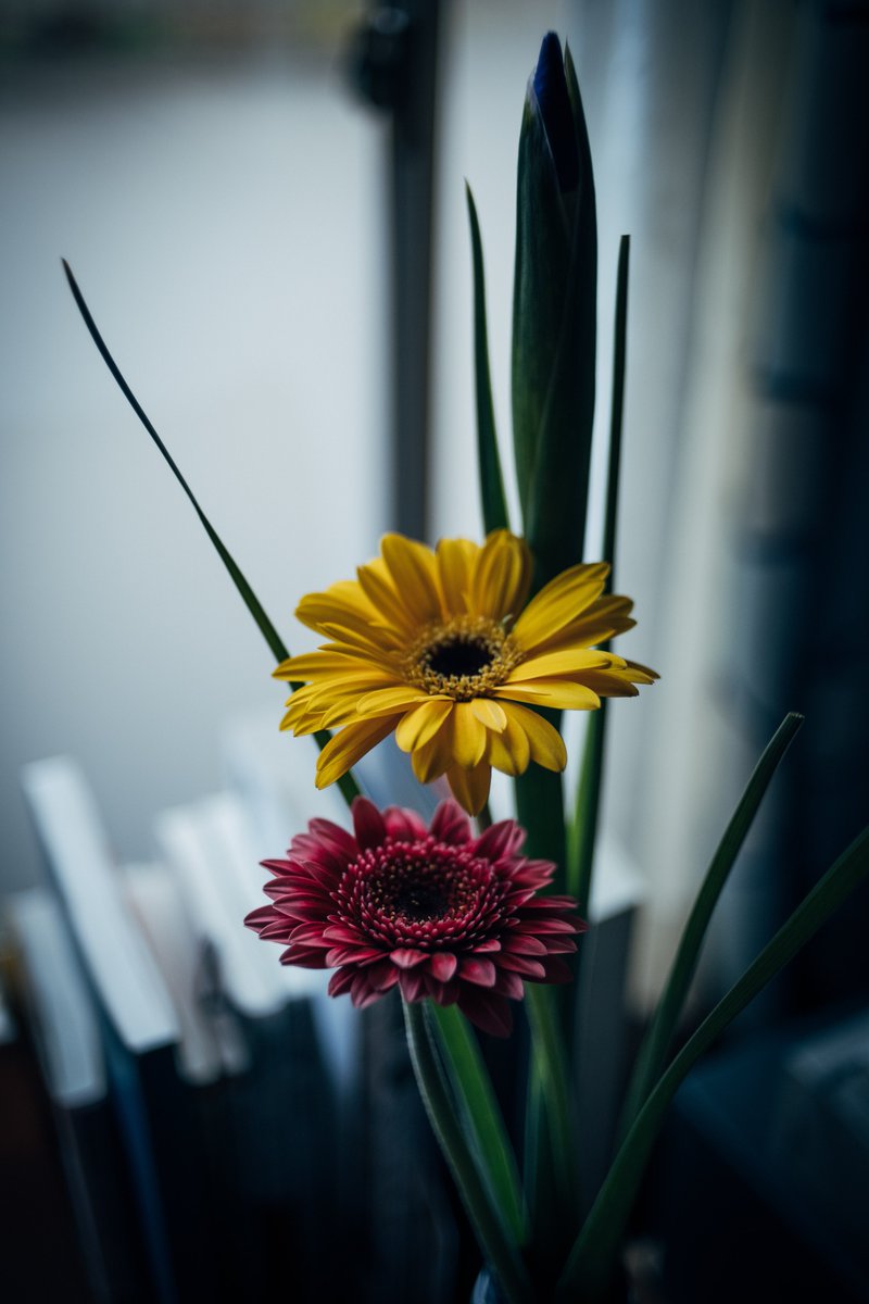 Flowers of the week. 🌸🌼

#photography #flowerphotography
#花のある暮らし #lumix #lumixs5 
#carlzeiss #flektogon35mm 
#オールドレンズ 
#ファインダー越しの私の世界