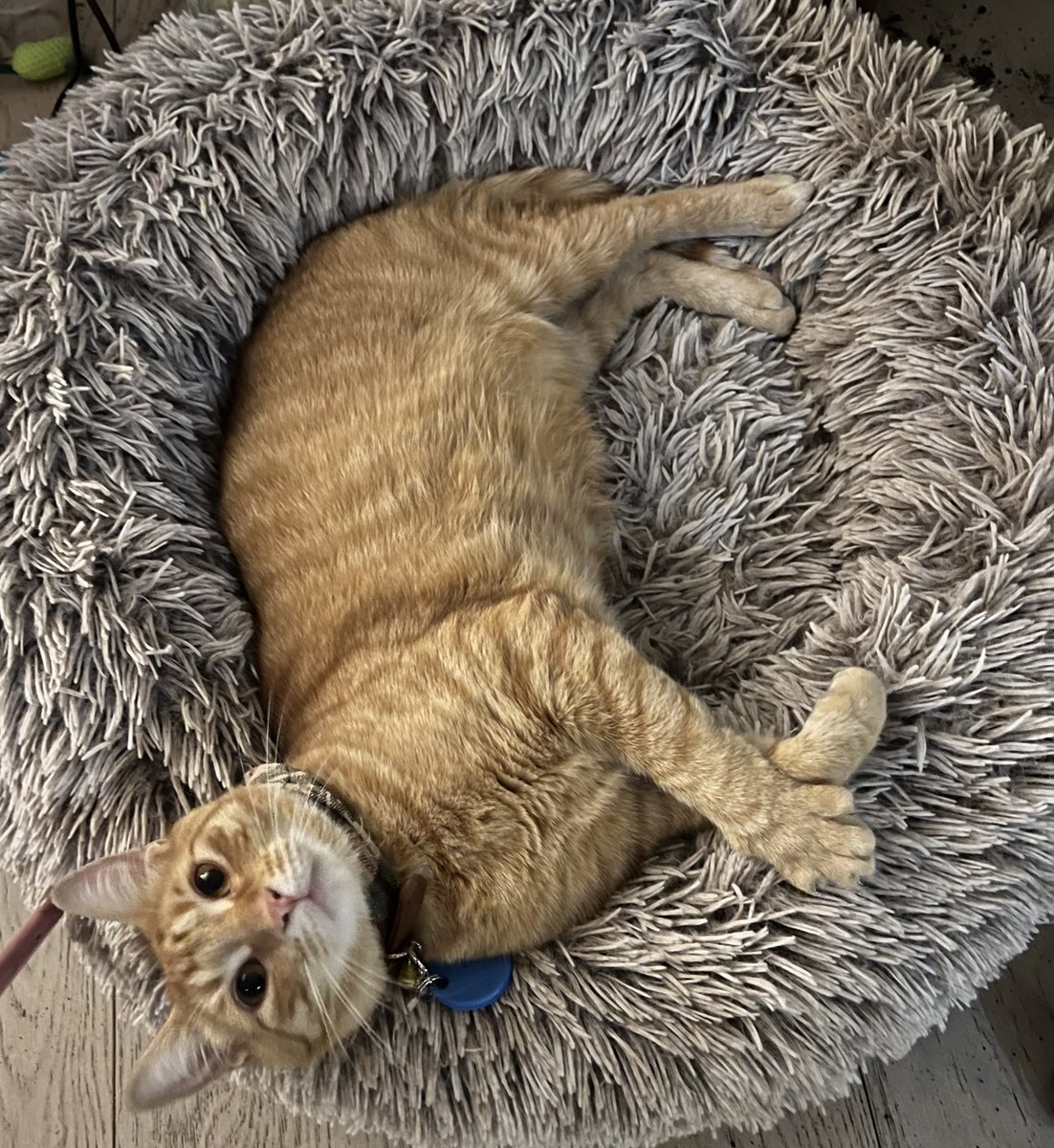 Penrose likes his doggy bed