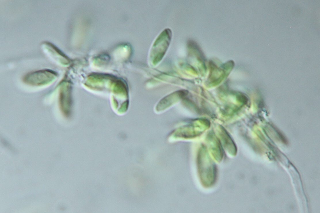Team Thomma @teamthomma.bsky.social (@team_thomma) on Twitter photo We are looking for a motivated PhD student to join <a href="/Team_Thomma/">Team Thomma @teamthomma.bsky.social</a> and work on fungal interactions with the microbiota, including micro-algae. Send me a DM if interested! We are looking for a motivated PhD student to join <a href="/Team_Thomma/">Team Thomma @teamthomma.bsky.social</a> and work on fungal interactions with the microbiota, including micro-algae. Send me a DM if interested!