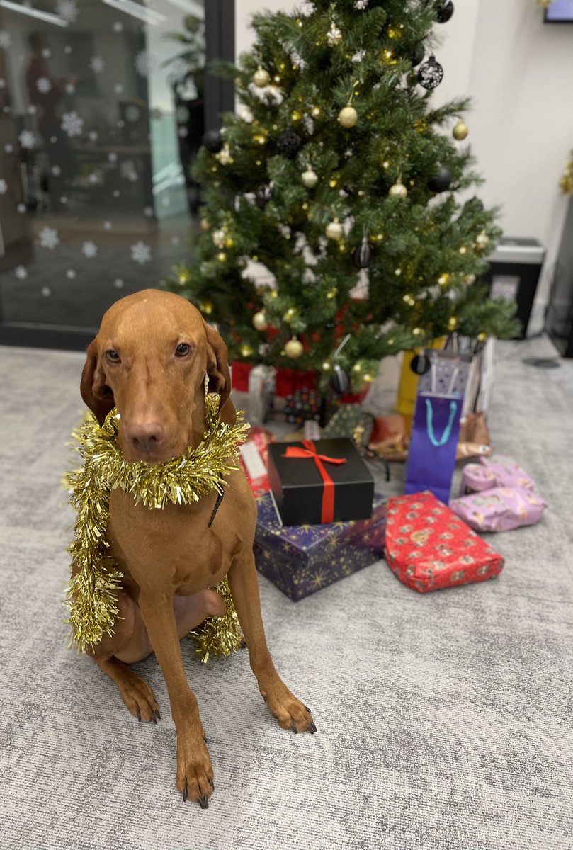 WJRecruitment's tweet photo. Our office #secretsanta took place this afternoon and gave us all quite the giggle. From gifts of Bonsai Trees, and oversized hoodie blankets to drill bits ๐
๐
๐๐ง
#officesecretsanta #christmas #bestday #happychristmas #recruitment #legalrecruitment https://t.co/HsQHAEwJ07