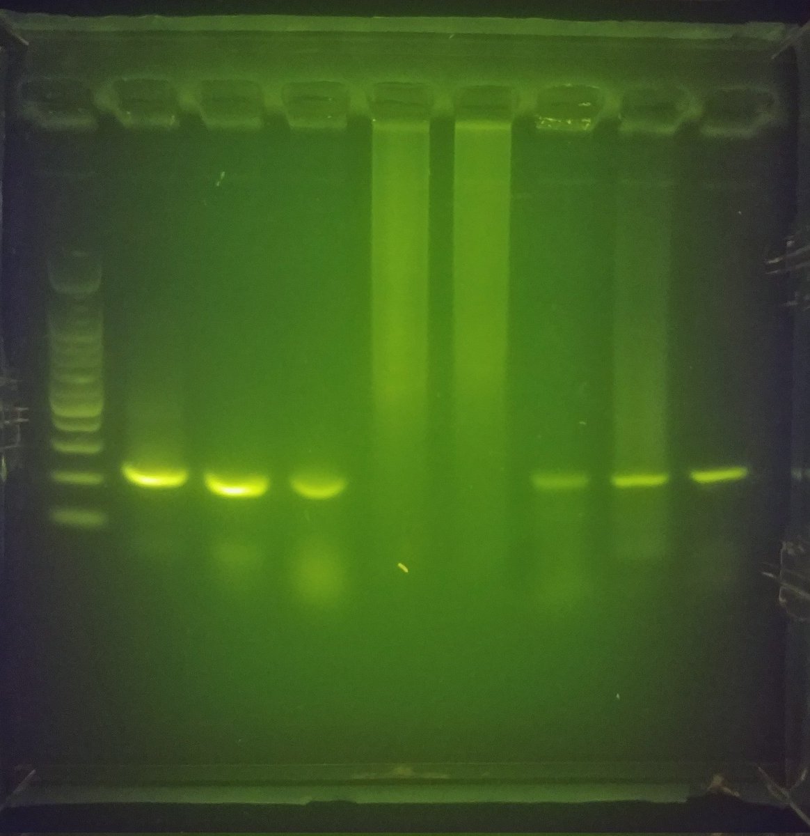 inti_science's tweet photo. A few days ago I used phire taq for the first time in a laboratory class. Everyone was surprised that we skipped the DNA extraction step and placed the samples directly. We used @miniPCR equipment. https://t.co/edBzqjIlGr