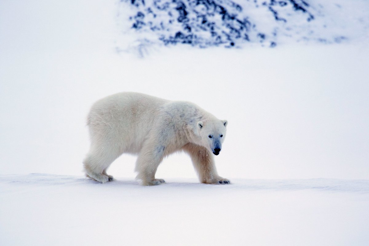 PlimsollProds's tweet photo. Did you miss the launch of A Year On Planet Earth? Watch all episodes now on @ITVX and join #StephenFry as he learns how animals adapt to the changing seasons. 

 #AYearOnPlanetEarth #AYOPE #ITV #ITVX #NaturalHistory #Wildlife #PlimsollProductions https://t.co/loIqjsSjQE