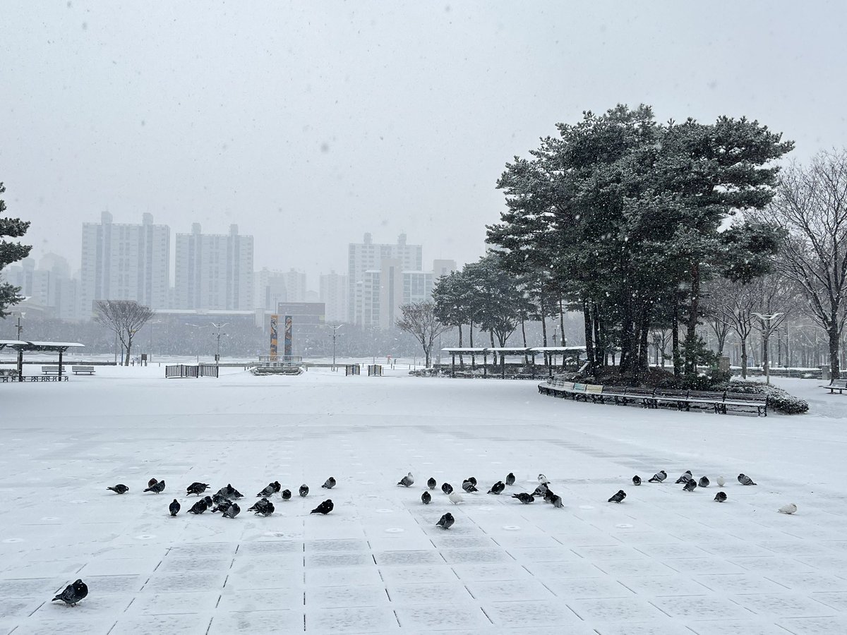 ハトさん、どいてくれませんか？