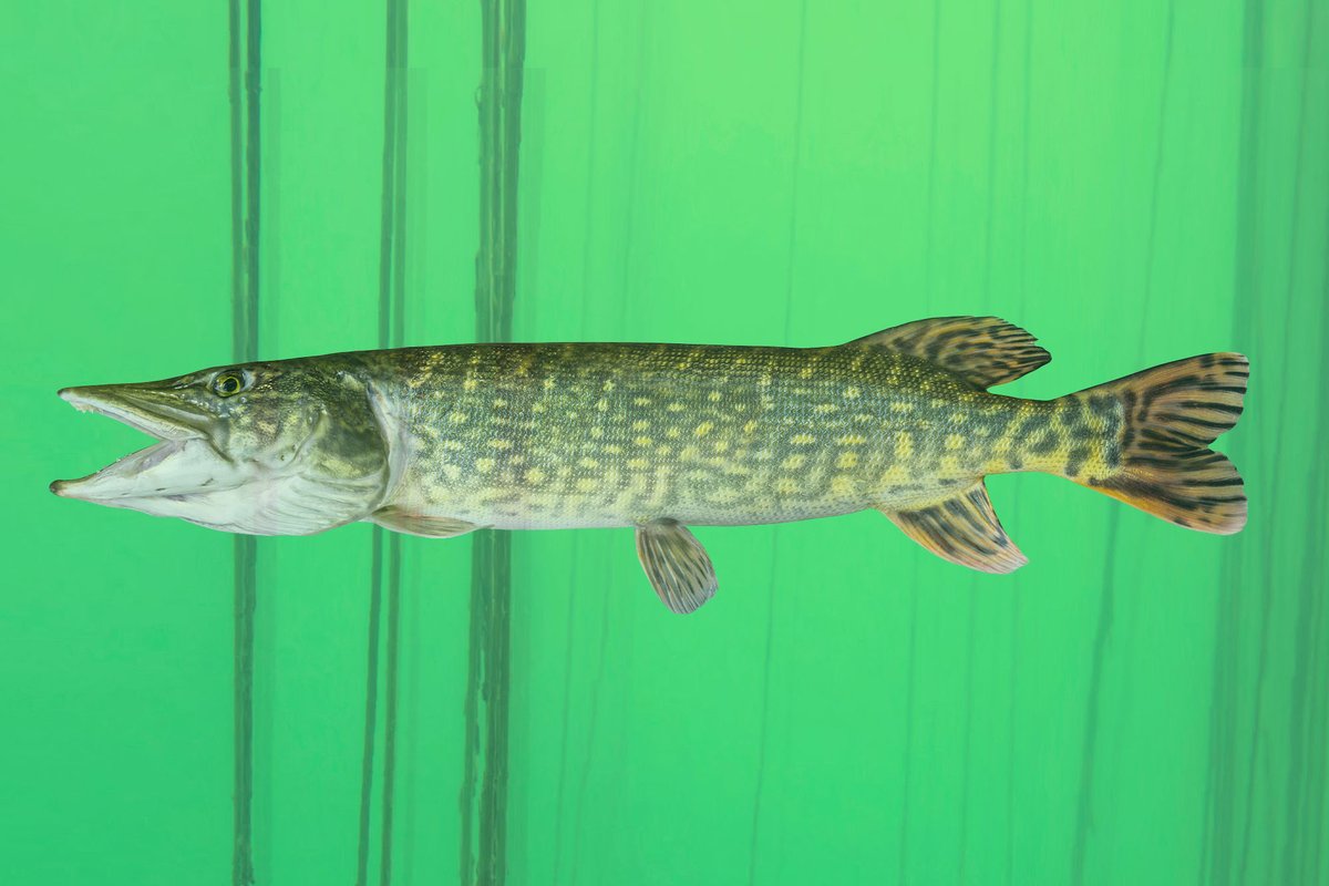 Wist je dit al over de snoek?

- Een snoek kan wel 1,40 m. lang worden. De vrouwtjes dan, mannetjes worden niet groter dan zo’n 85 cm.
- Snoeken kunnen wel 15 jaar oud worden
- Een snoek leeft voornamelijk in zoet water, maar er komen ook snoeken voor in brak water

#10van010