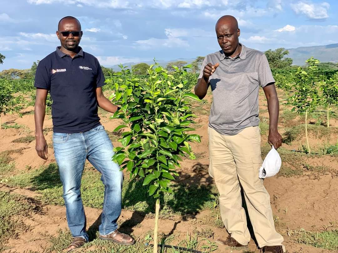 Somewhere along the beautiful Kerio Valley in Elgeyo Marakwet County, a blessed land flowing bountifully with honey, cow &amp; goat milk and endowed with juicy pawpaws &amp; mangoes. My buddy <a href="/rodgers_kirwa/">Mr. Agriculture 👩‍🌾</a> tells me that this has been achieved organically, no fertilizer, inside 6 months!
