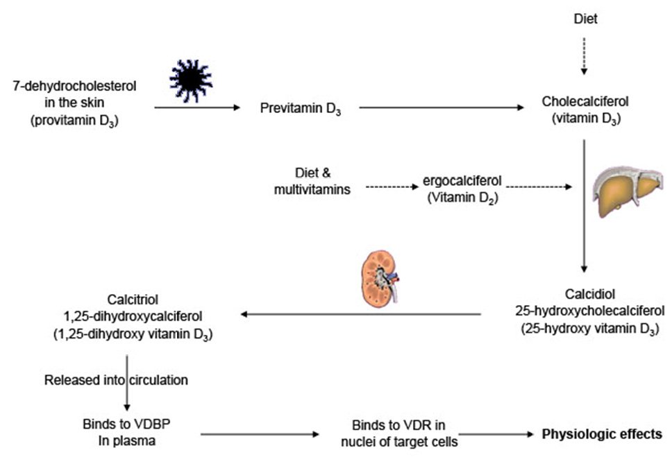 Whoj5's tweet photo. Vitamin D Revisited: Impact on Osteoporosis.

by Assad Taha, MD[ISSN 2380-3940]

Read the full article here: https://t.co/5qk5v7X7H2

For manuscript submission click here: https://t.co/mnbXx7lpBk

#openventio #openacess #goldopenacess #openjournal #peerreviewed #women #health https://t.co/M7Z6xs19gV