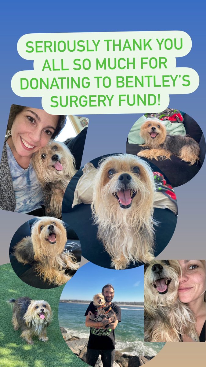 brighthaloglass's tweet photo. Help Bentley get a Christmas Miracle #morkie #dog #donations #GoFundMe #gratitude #dogsurgery #grateful #thankyousomuch #LinkInBio https://t.co/5VHW3DfoW6 https://t.co/Xtg8at0xC9