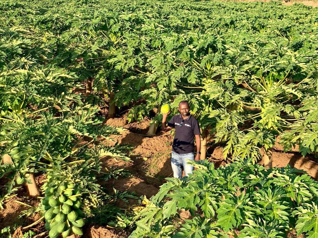 LilKoima's tweet photo. Somewhere along the beautiful Kerio Valley in Elgeyo Marakwet County, a blessed land flowing bountifully with honey, cow &amp; goat milk and endowed with juicy pawpaws &amp; mangoes. My buddy @rodgers_kirwa tells me that this has been achieved organically, no fertilizer, inside 6 months! https://t.co/18dV3dmqbe