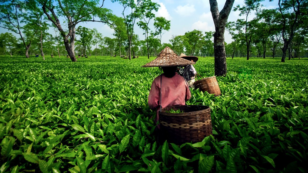 xplore_ne's tweet photo. The adventure can only begin with a cup of "garam chai"(Tea served hot)
Join us to explore the beauty of Assam tea industry
DM us for more info
#explorepage #explorenortheast #assamtea #INCREDIBLE #exploremore #awesomeassam #travelagent #discoverpage #northeastindia #assamtourism https://t.co/tEbhRhvpD2