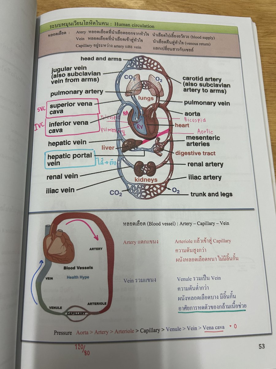 sale_bookkk's tweet photo. 📚Fundamental Coma Biobeam สรุปเนื้อหาชีวะแบบกระชับ + ตะลุยโจทย์ ม.ต้น (116 หน้า)
✨ จดครบละเอียดในคอร์ส
🚀 140฿
#tpat3 #หนังสือเตรียมสอบมือสอง #alevel #หนังสือเรียนมือสอง #tpat1 #dek66 #dek67 #dek68 #หนังสือชีวะ #วิชาสามัญ #biobeam #ไบโอบีม #เตรียมอุดม #กสพท66 #tpat2 #tpat1 https://t.co/lWgOq0IwST